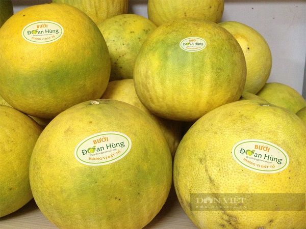 Tem nhãn bưởi Đoan Hùng