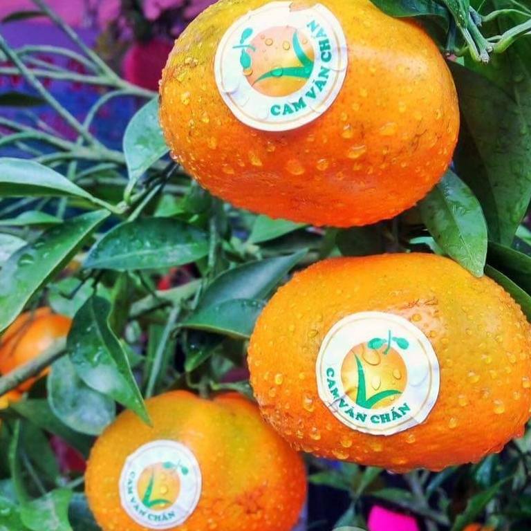 Tem nhãn cam Văn Chấn
